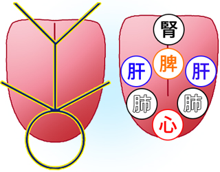 舌は全身を表す